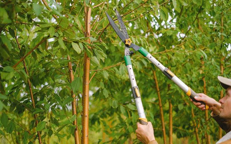 Tree trimming in Salamonia, IN
